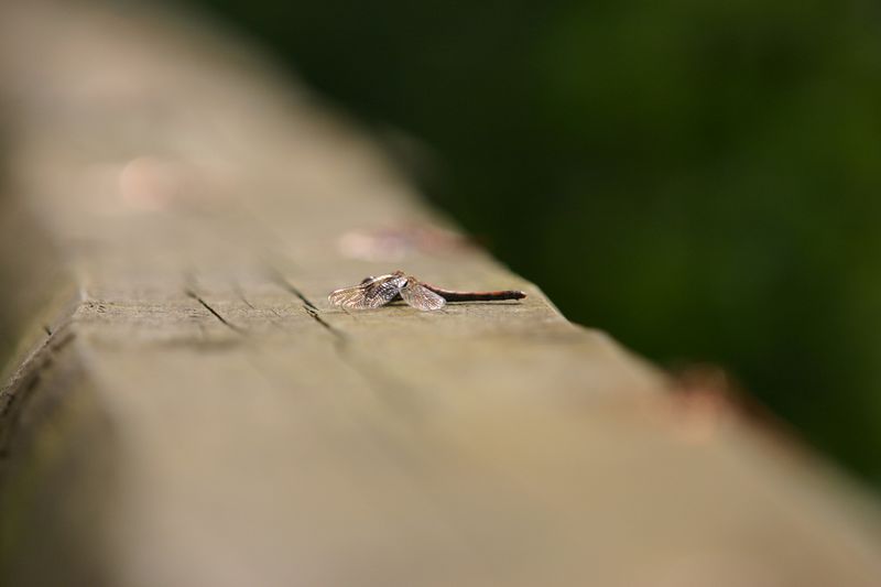 IMG 4269 Dragonfly resting in the sun